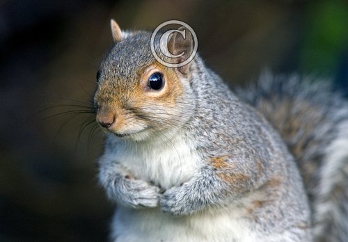 Grey Squirrel DM0580